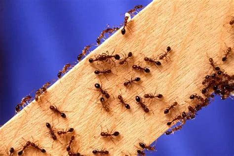 男女交尾 螞蟻理論
